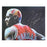 Dennis Rodman Signed Chicago 11x14 Basketball Photo (JSA) - RSA